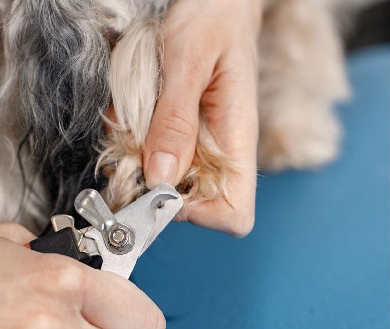 ¿Por qué es importante cortar las uñas de tu mascota?