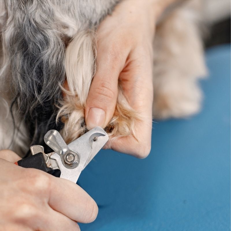 cortar-unas-perro-gato-peluqueria-canina-felina