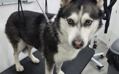 Cómo mantener un pelaje sano y brillante en perros y gatos