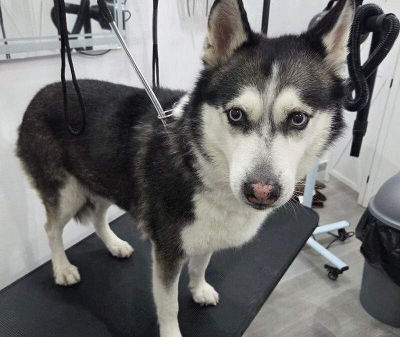 Cómo mantener un pelaje sano y brillante en perros y gatos