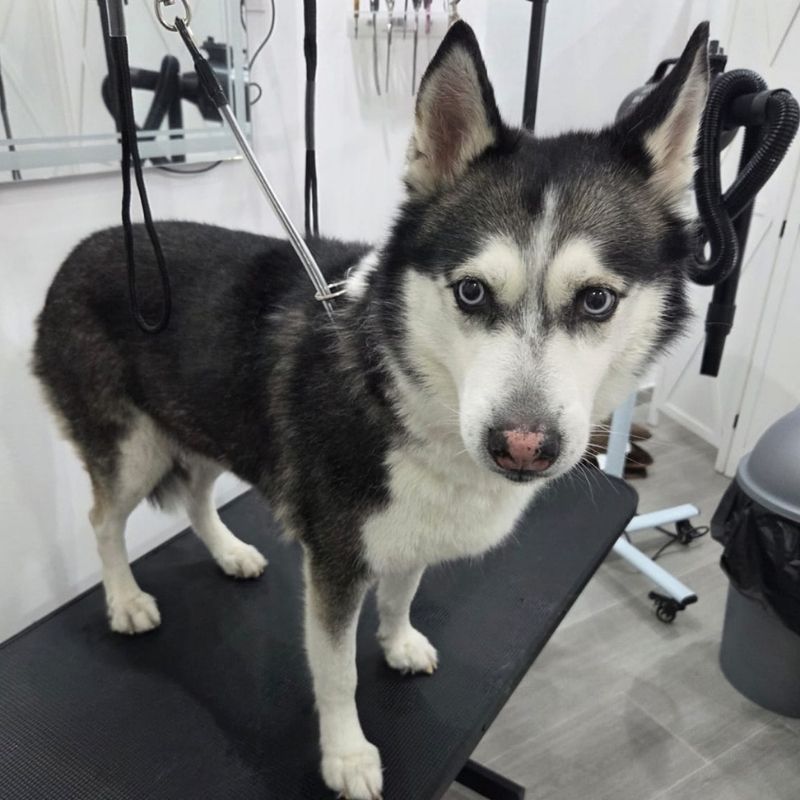 corte-pelo–peluqueria-canina-laura-arcos-bano-perro