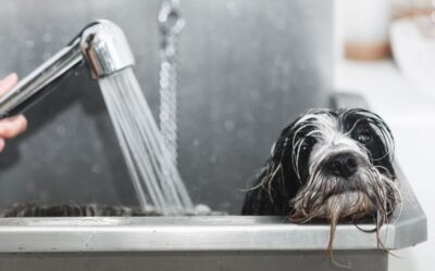 ¿Cada cuánto tiempo debes bañar a tu perro?