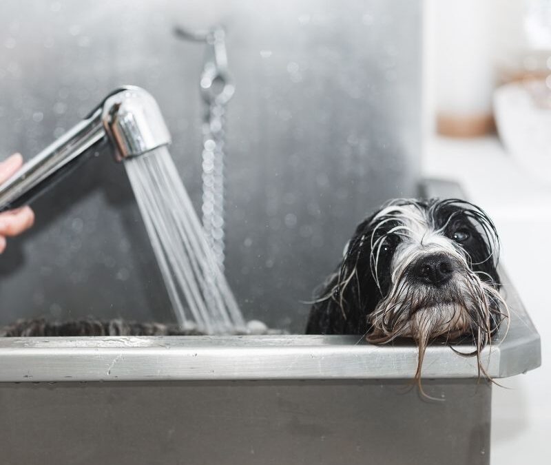 ¿Cada cuánto tiempo debes bañar a tu perro?