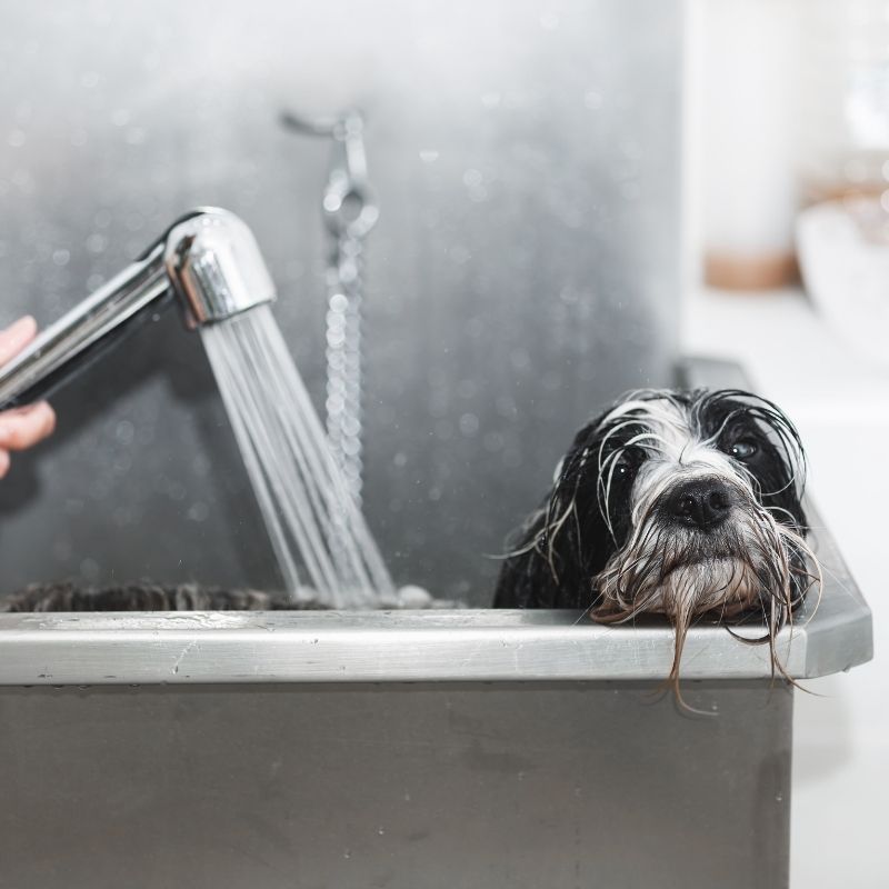 lavar-mascota-pelo–peluqueria-canina-laura-arcos-felino