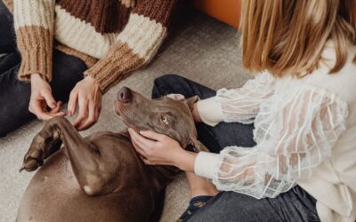 Las mascotas ya no son solo animales de compañía: así ha cambiado su consideración legal en España